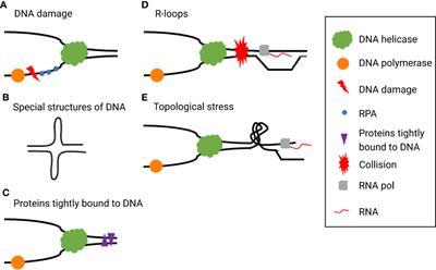 Replication Stress: A Review of Novel Targets to Enhance Radiosensitivity-From Bench to Clinic